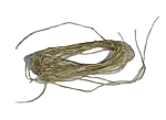 Sinew